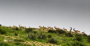 Kirthar National Park.