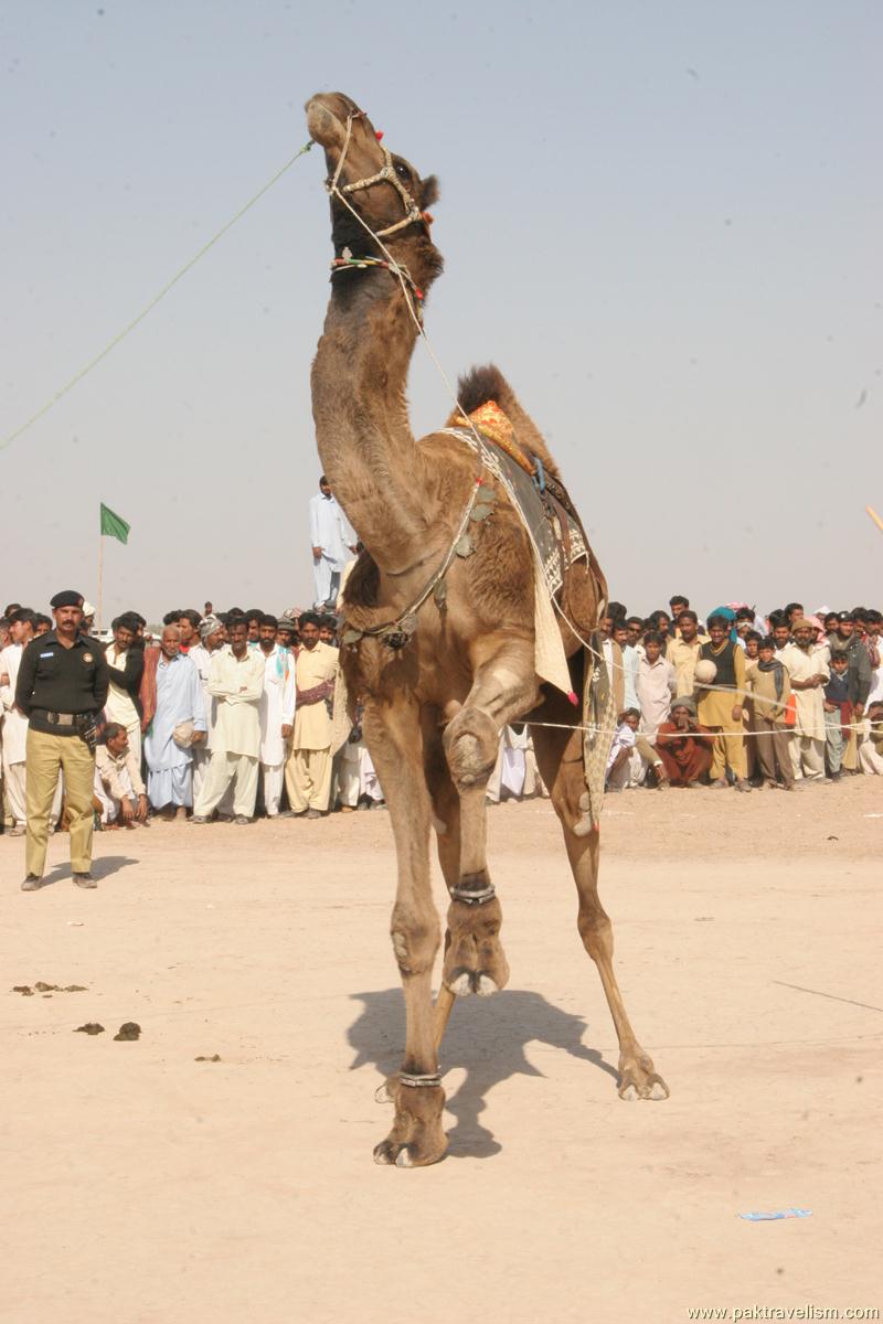 Camel Dance, Cholistan