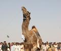 Camel Dance, Cholistan