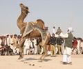 Camel Dance, Cholistan