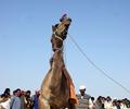 Camel Dance, Cholistan