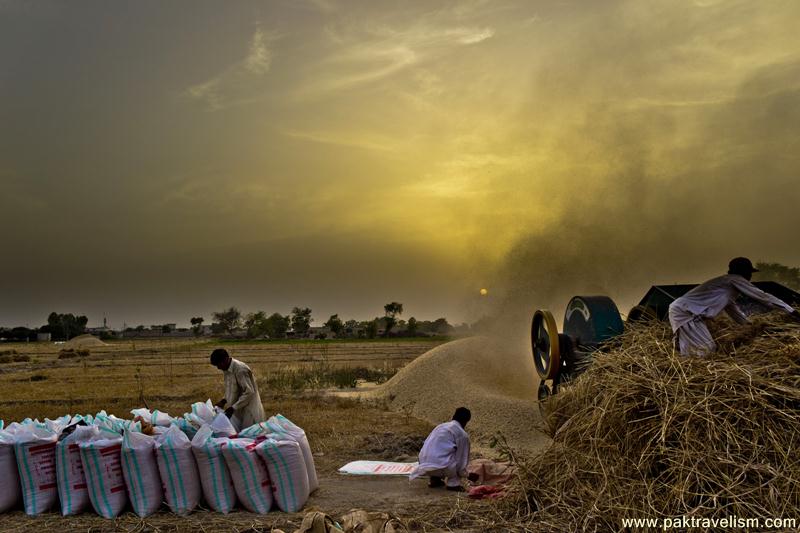 Harvesting Season of Wheat