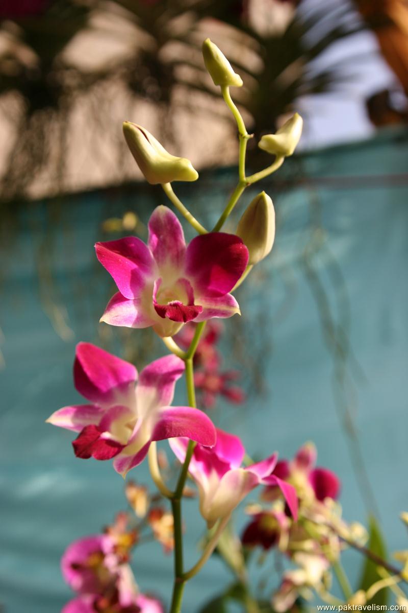 Flower Show, Karachi