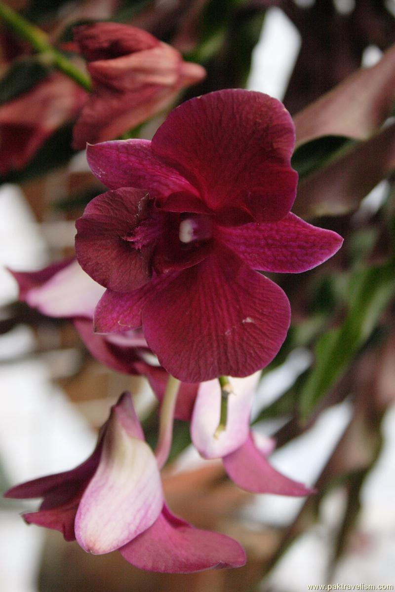 Flower Show, Karachi