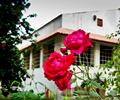 Roses in a farm house, Sukkur.