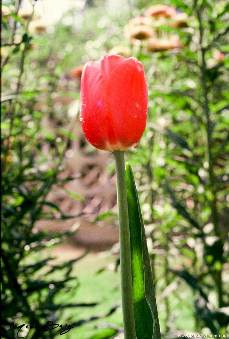 Flower Show in Karachi