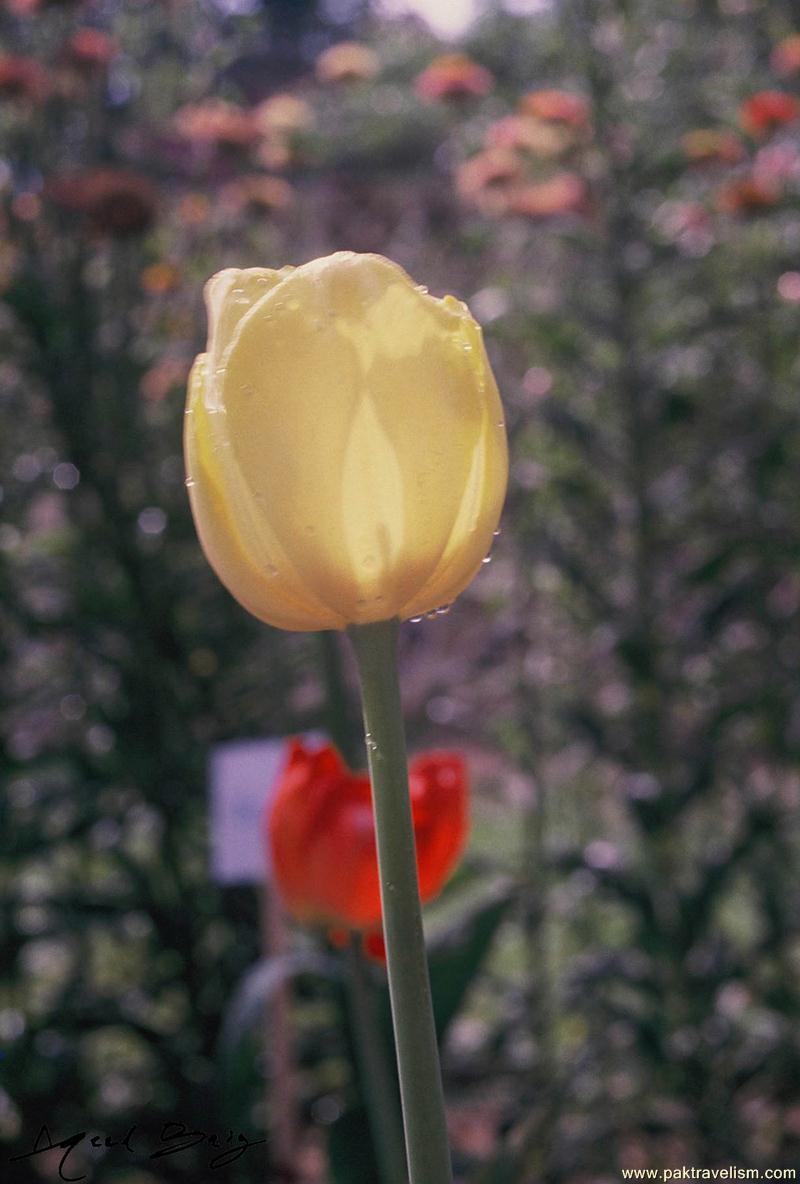 Flower Show, Karachi