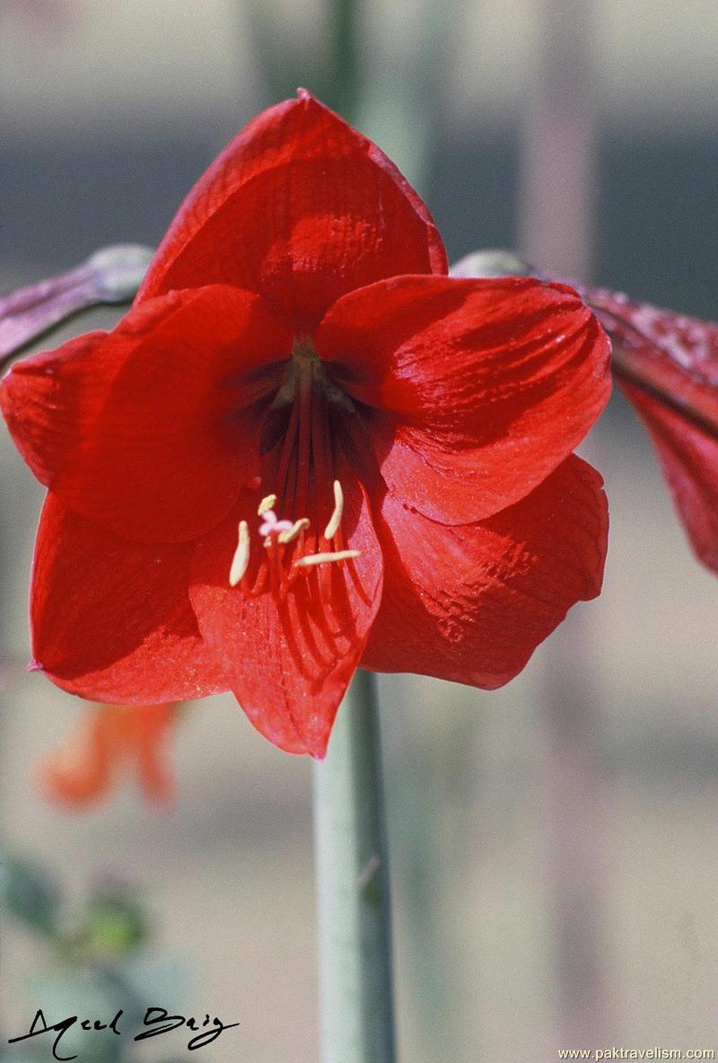 Flower Show, Karachi