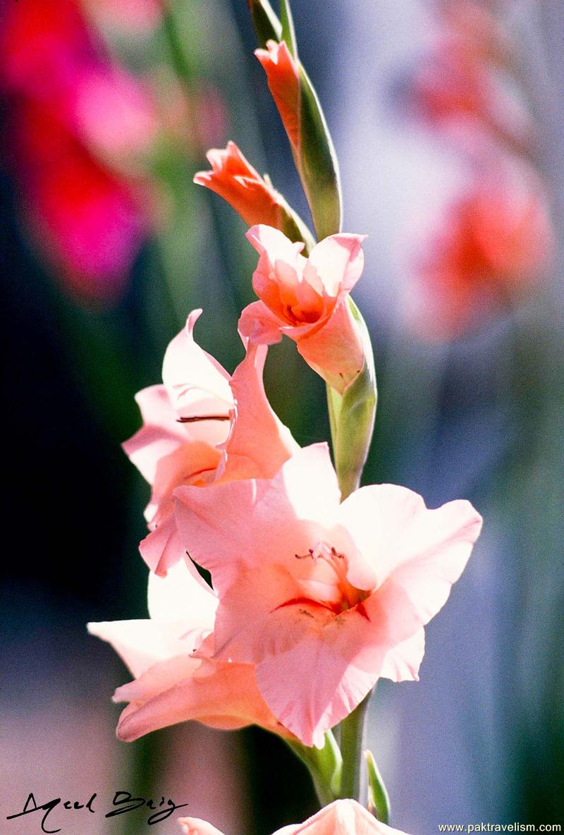 Flower Show, Karachi