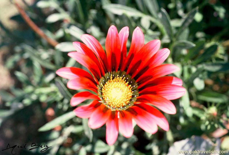 Flower Show, Karachi