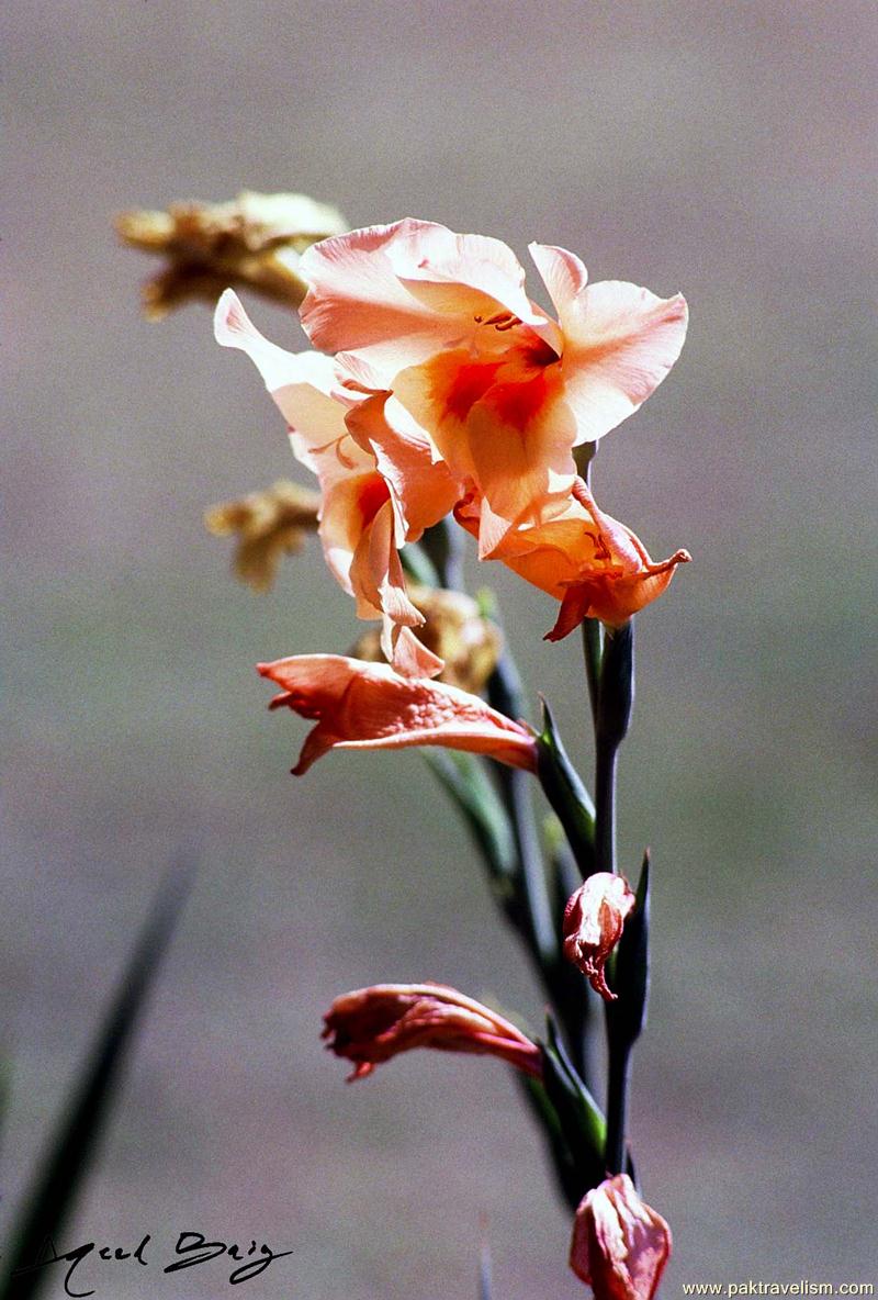 Flower Show, Karachi