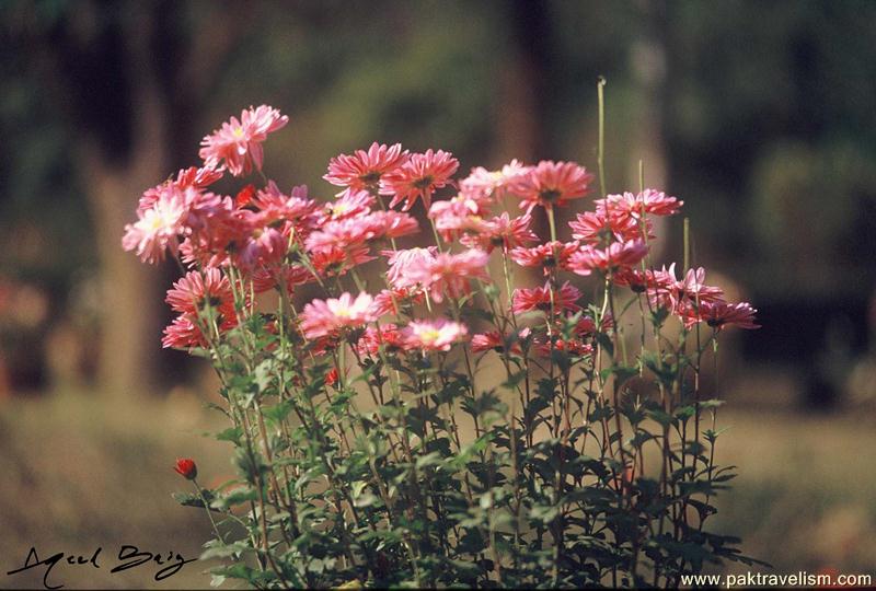 Flower Show, Karachi