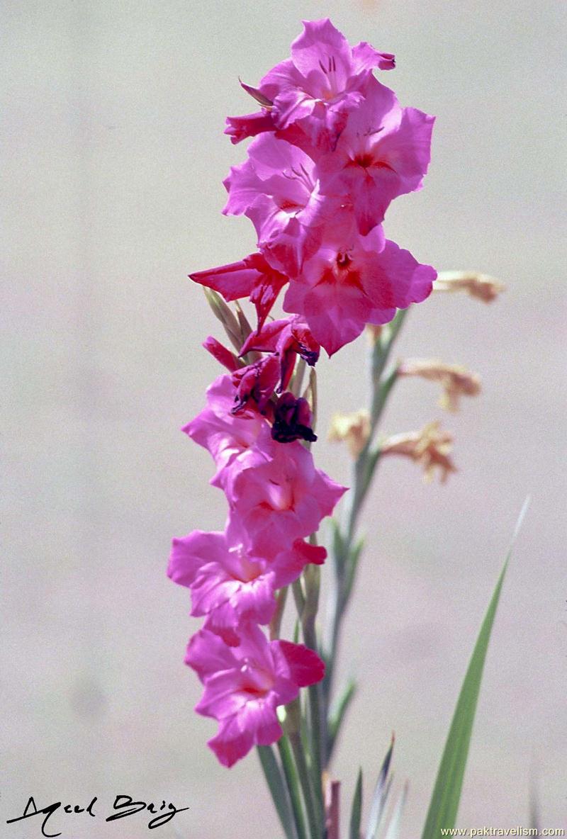 Flower Show, Karachi