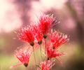 Flower Show in Karachi