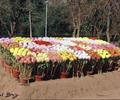 Flower Show, Karachi