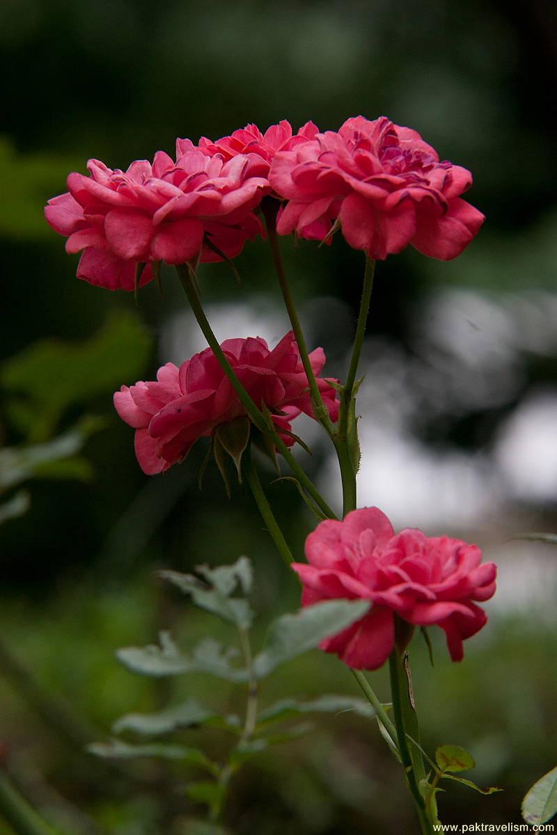 Flowers at Neelum Valley