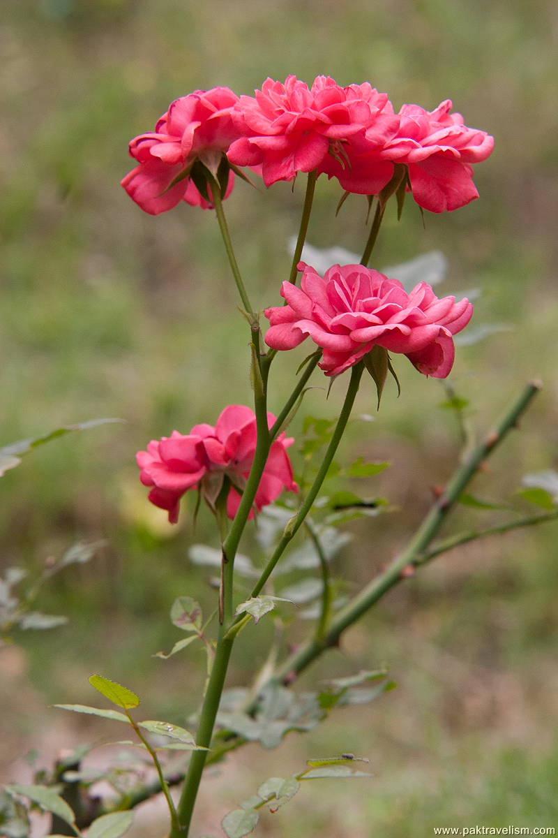 Flowers at Neelum Valley