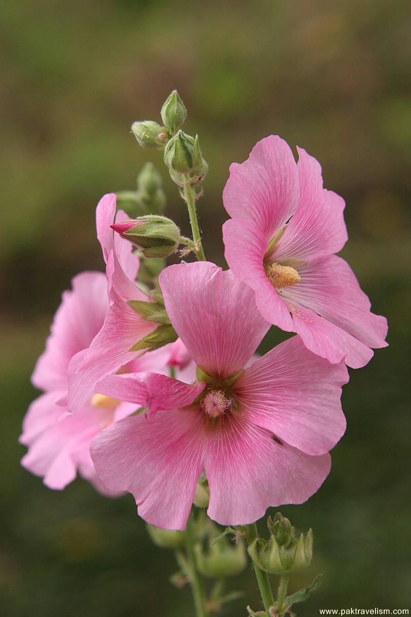 Flowers at Neelum Valley