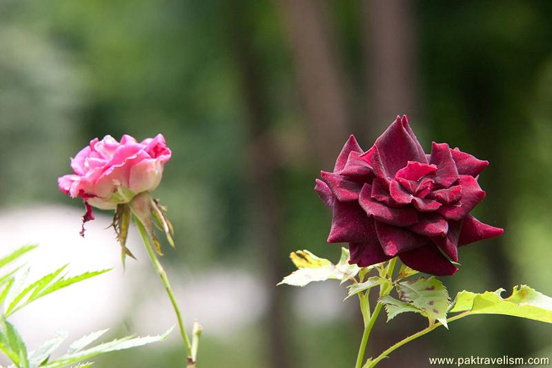 Flowers at Neelum Valley