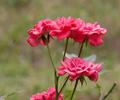 Flowers at Neelum Valley