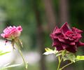 Flowers at Neelum Valley