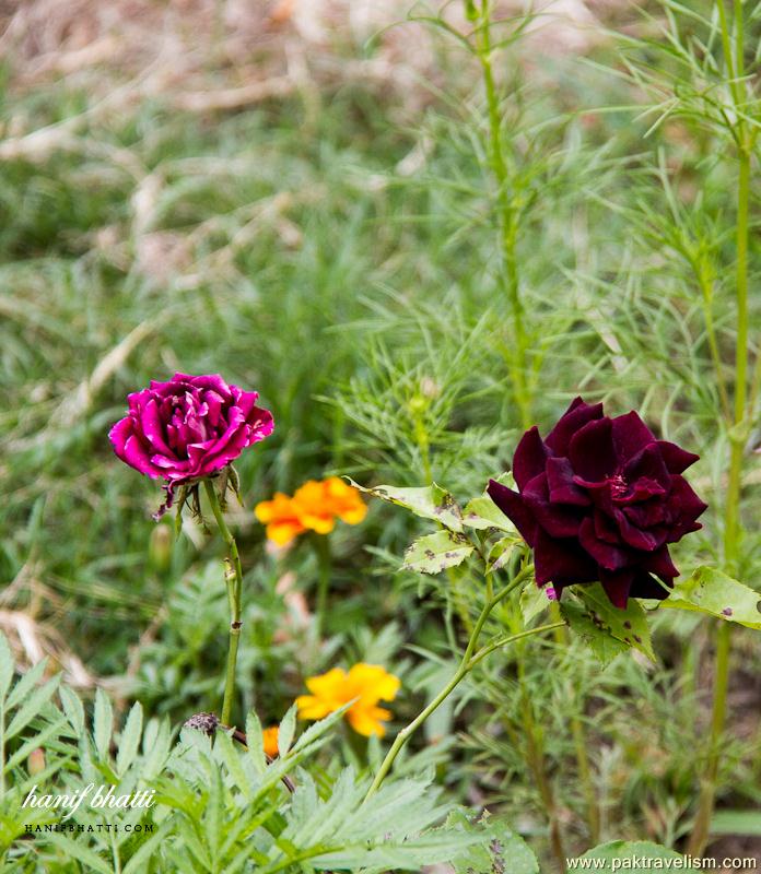 Flowers in Pakistan.