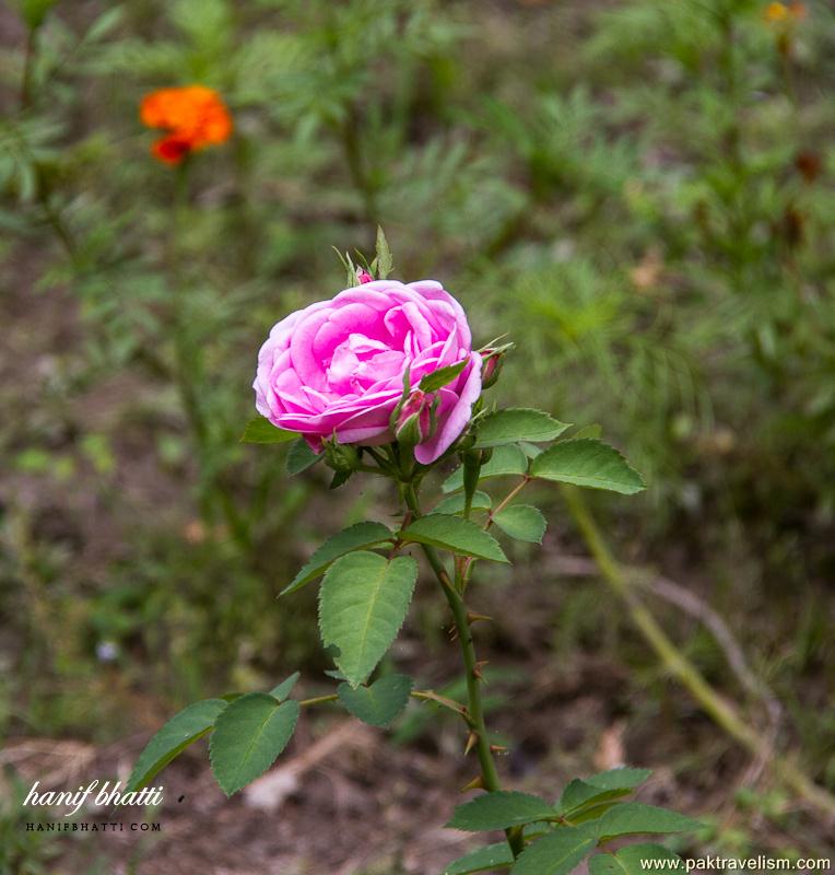 Flowers in Pakistan.