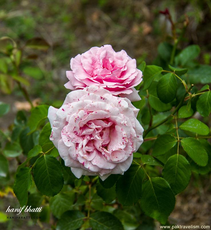 Flowers in Pakistan.