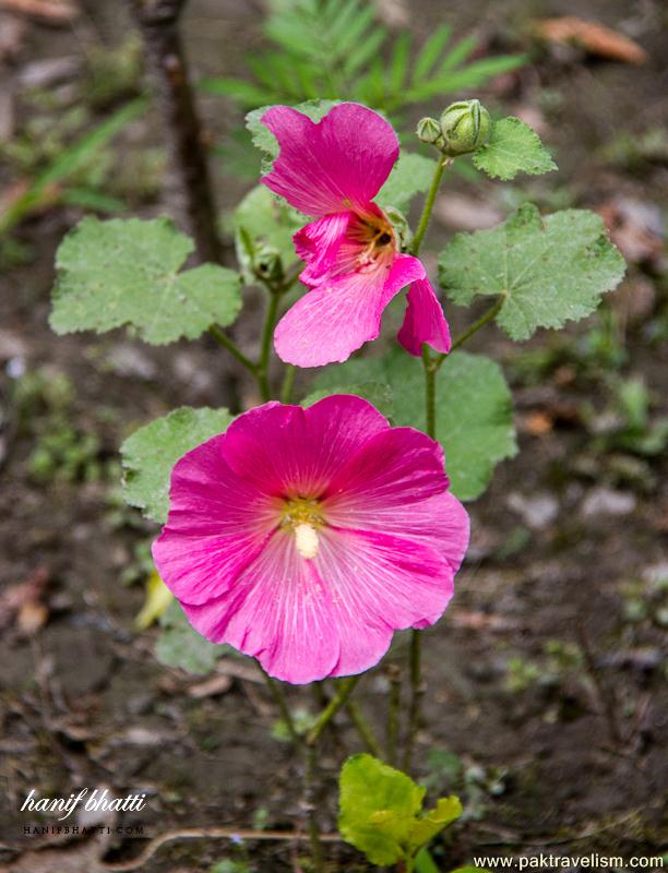 Flowers in Pakistan.