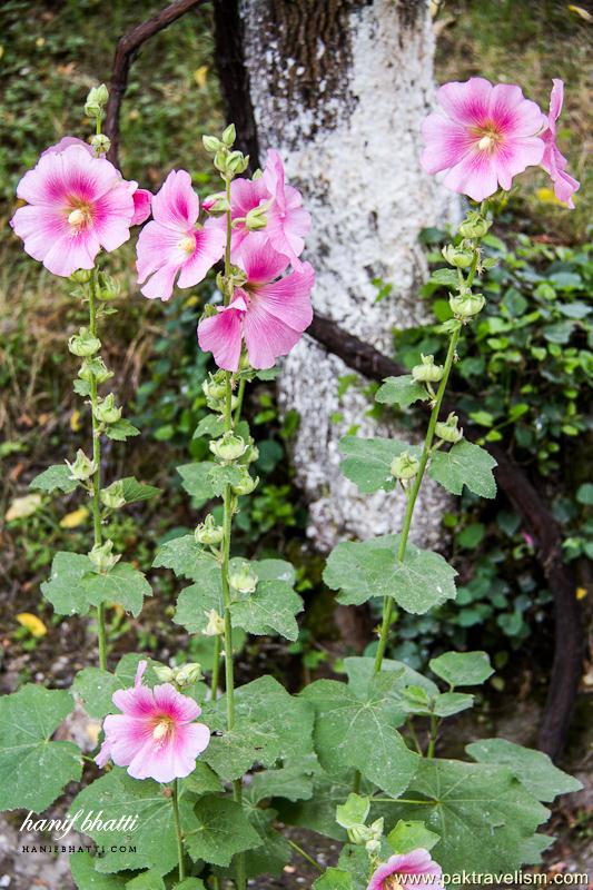 Flowers in Pakistan.