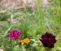 Flowers in Pakistan.