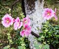 Flowers in Pakistan.