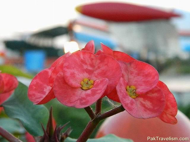 Flowers at PAF Museum, Karachi Pakistan