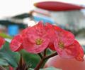 Flowers at PAF Museum, Karachi Pakistan