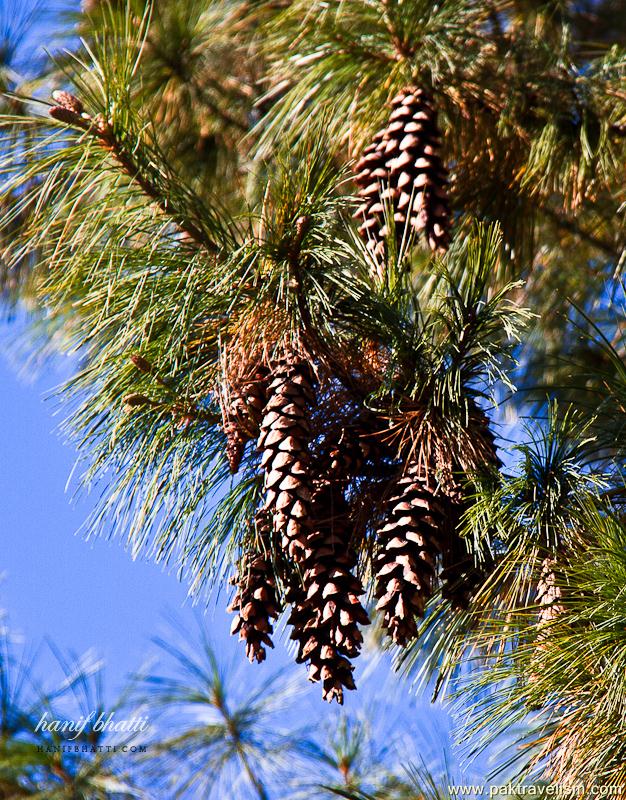 Pine tree.