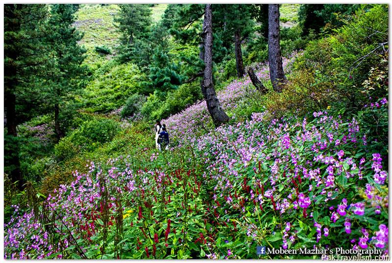 Miranjani trek - Galiyaat Region, Pakistan