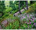 Miranjani trek - Galiyaat Region, Pakistan