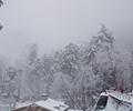 Muree in snow