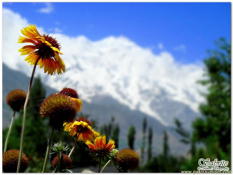 Sunflowers facing Rakaposhi in the background :) - Hunza Valley