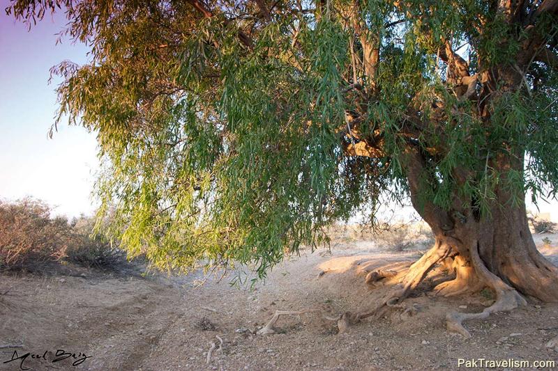 Tikko Baran, Kirthar National Park