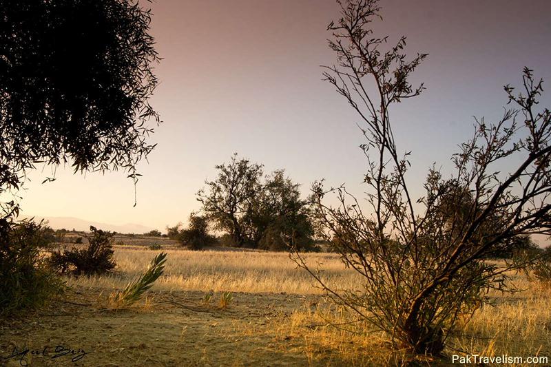 Tikko Baran, Kirthar National Park