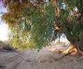 Tikko Baran, Kirthar National Park