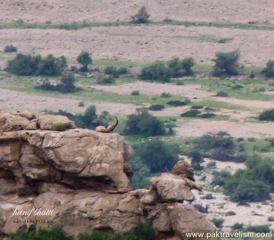 Kirthar National Park.