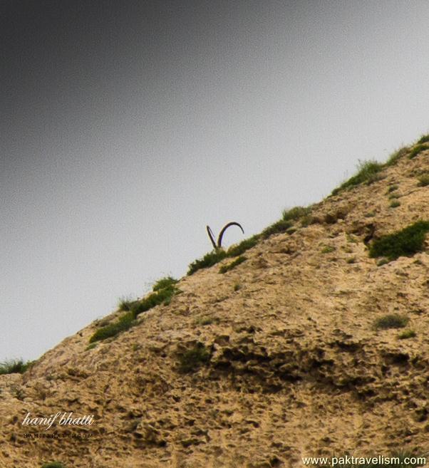 Kirthar National Park.