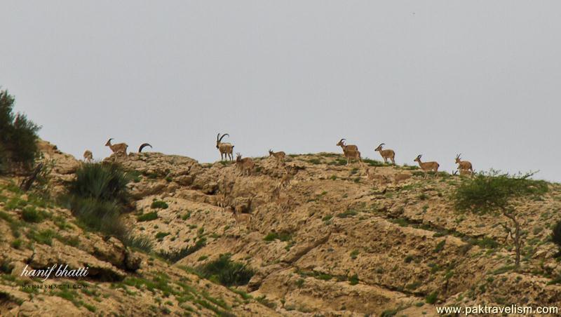 Kirthar National Park.