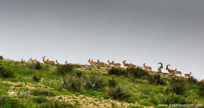 Kirthar National Park.