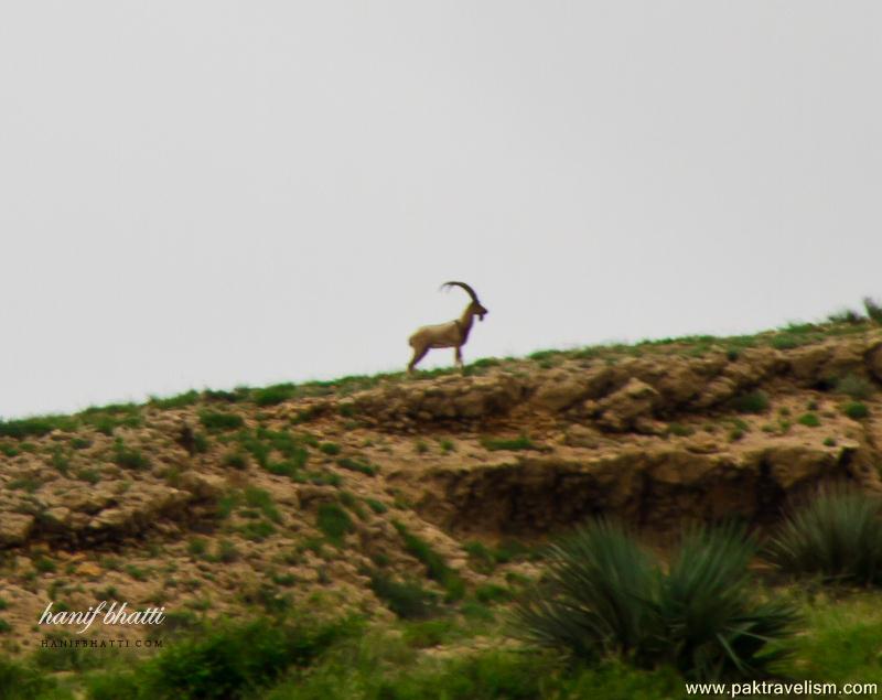 Kirthar National Park.