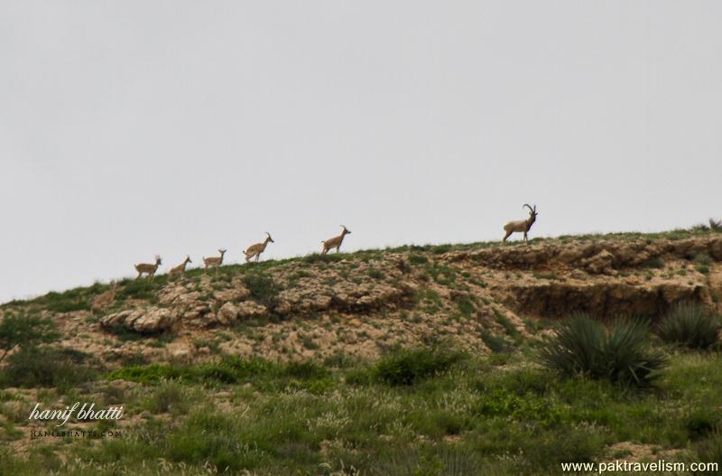 Kirthar National Park.