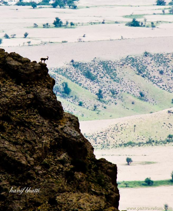 Kirthar National Park.