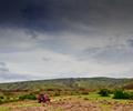 Kirthar National Park.